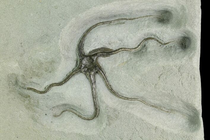 Detailed, Jurassic Brittle Star (Palaeocoma) - Lyme Regis #121308